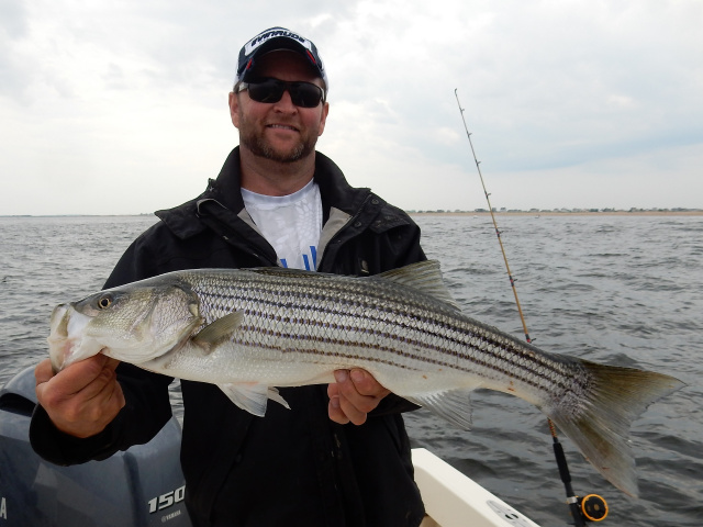 Merrimack River striper caught by Rick